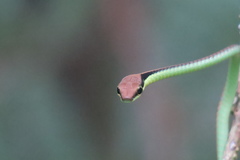 Dendrelaphis cyanochloris