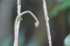 Dendrelaphis cyanochloris