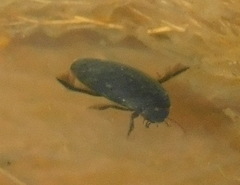 Rhantus atricolor