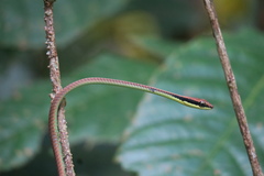 Dendrelaphis cyanochloris