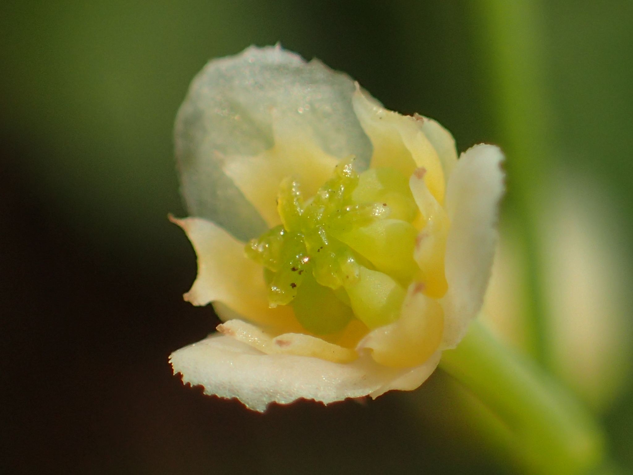Nephroia orbiculata