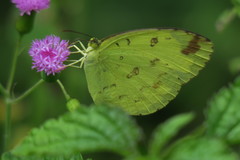 Eurema ada