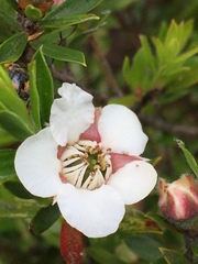 Leptospermum nitidum