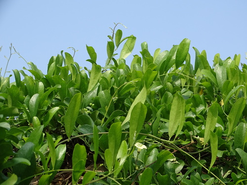 Nephroia orbiculata