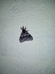 Lymantria incerta