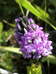 Cullen microcephalum