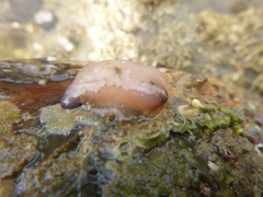 Asterocarpa coerulea
