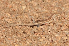 Trachylepis acutilabris