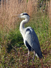 Ardea cinerea