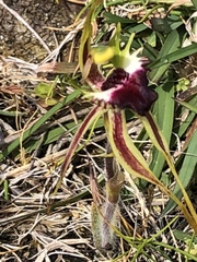 Caladenia dilatata