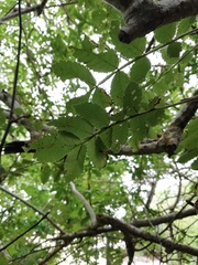 Bursera excelsa
