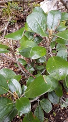 Brachyglottis elaeagnifolia