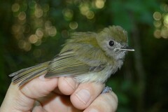 Flammulated Bamboo Tyrant photo 2