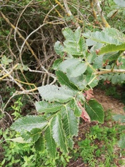 Bursera excelsa