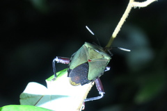 Tessaratomidae