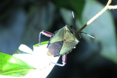 Tessaratomidae