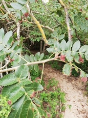 Bursera excelsa