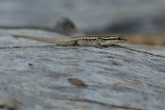 Lygodactylus bradfieldi