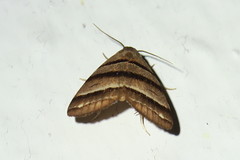Flammona quadrifasciata