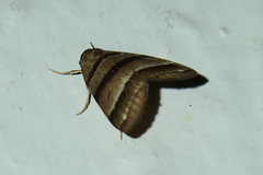 Flammona quadrifasciata