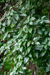 Mallotus philippensis