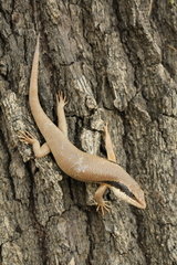 Trachylepis binotata