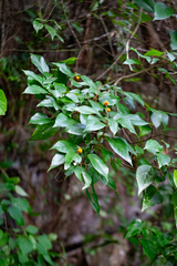 Mallotus philippensis