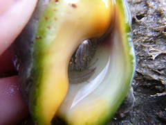 Pagurus novizealandiae