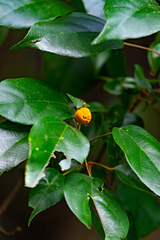 Mallotus philippensis