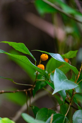 Mallotus philippensis