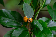 Mallotus philippensis