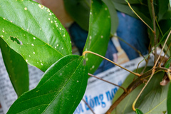 Mallotus philippensis