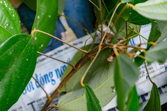 Mallotus philippensis