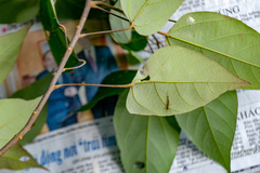 Mallotus philippensis