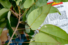 Mallotus philippensis