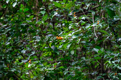 Mallotus philippensis