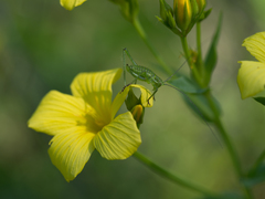 Linum flavum
