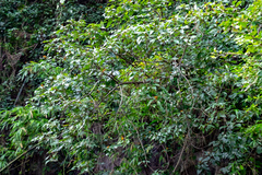 Mallotus philippensis