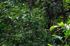 Mallotus philippensis