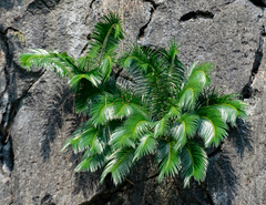 Cycas