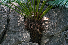Cycas