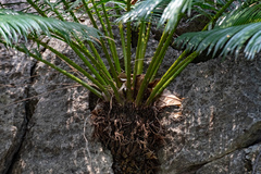 Cycas