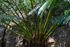 Cycas