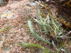 Sarcothalia marginifera