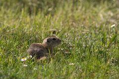 Spermophilus citellus