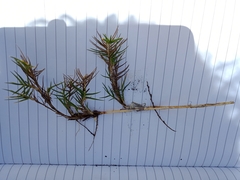 Distichlis distichophylla