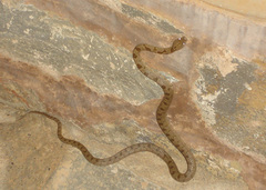 Telescopus fallax pallidus