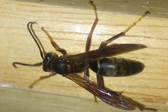 Polistes parametricus