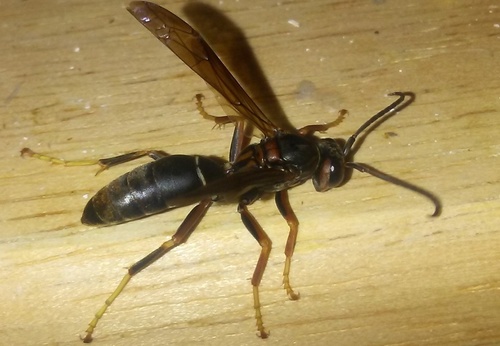 Parametric Paper Wasp