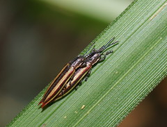 Eurispa vittata